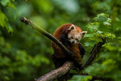 14.05.2019. 德国柏林。动物园提亚花园。小红熊猫坐在树枝上舔，在青菜中吃竹子。稀有而可爱的动物.