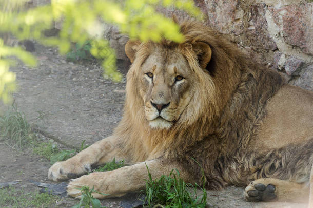 大非洲狮子躺在动物园的鸟舍里。狮子在动物园里晒太阳和摆姿势