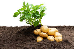土豆芽与婴儿球茎在土壤中隔离在白色。大丰收的概念. 