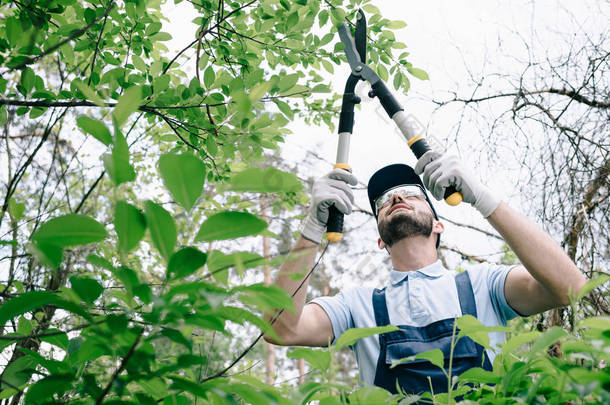 园丁在保护眼镜和帽修剪灌木与修剪器在公园的选择焦点