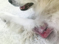 皮炎病对狗腿、瘙痒和雕刻、狗皮问题、过敏反应、不健康.