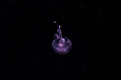 紫色危险的半透明水母漂浮在黑暗的海水中