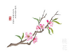 水彩中国水墨画艺术插图自然植物从《诗经桃花》。中文单词翻译：植物和桃花