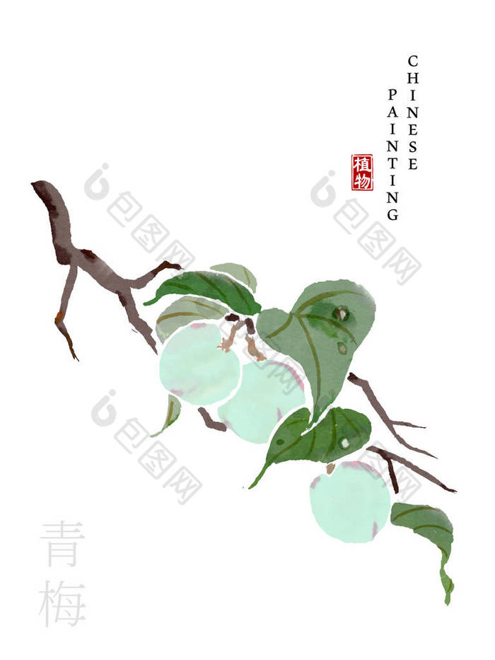 水彩中国水墨画艺术插图自然植物从《诗书梅花》。中文单词翻译： 植物和梅花