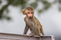 猴是一个常见的名称，可能指的是亚目拟南芥的某些群体或物种。这个词用在灵长类动物上，如新大陆猴和旧大陆猴。