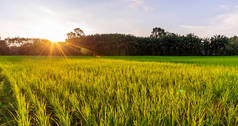 稻田全景与日出或日落和阳光耀斑