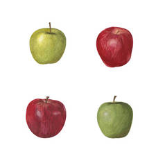 一套明亮的水彩水果。不同品种的绿色和红色苹果在白色背景上隔离.