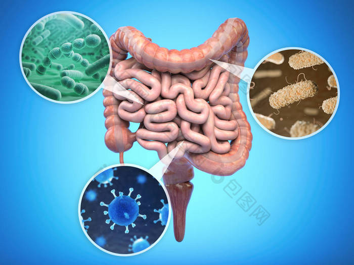 人肠道、肠道菌群肠道健康自负