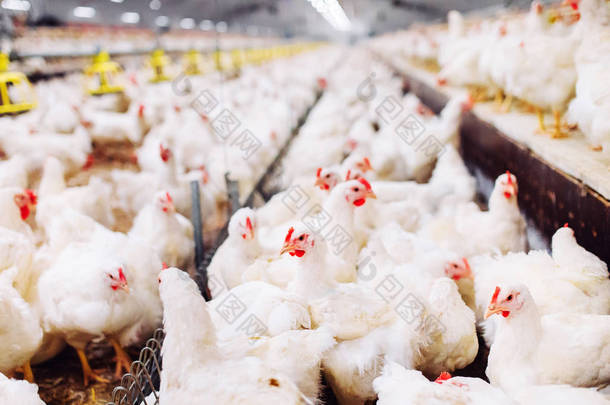 室内养鸡场、养鸡、大蛋生产