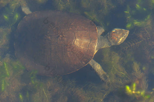 北方黄面龟在淡水植物中游出的<strong>高角度视图</strong>