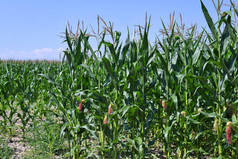 年轻的玉米在山水田园 