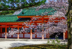 日本京都樱花盛开的古庙。樱花节是日本一年中最丰富多彩的活动之一.