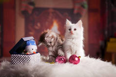 两只小而蓬松的小猫在玩圣诞树装饰.