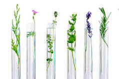 试管中植物、芳香草本植物和花卉的研究
