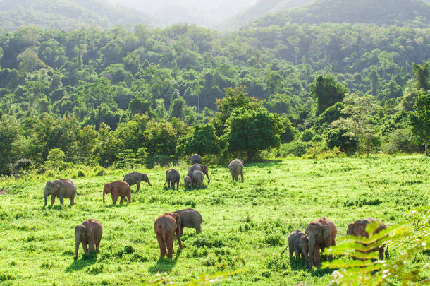 草原上的野生亚洲象群.