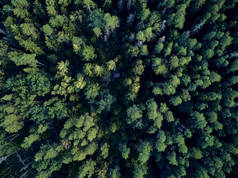 美丽的全景空中无人机视图比亚洛维扎森林 - 最后和最大的剩余部分，一个巨大的原始森林，曾经横跨欧洲平原