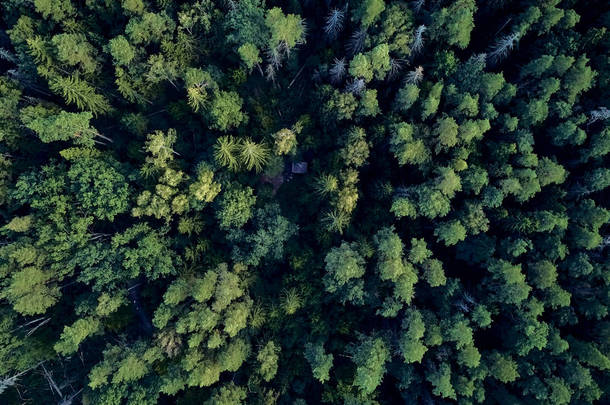 美丽的全景空中无人机视图比亚洛维扎森林 - 最后和最大的剩余部分，一个巨大的原始森林，曾经横跨欧洲平原