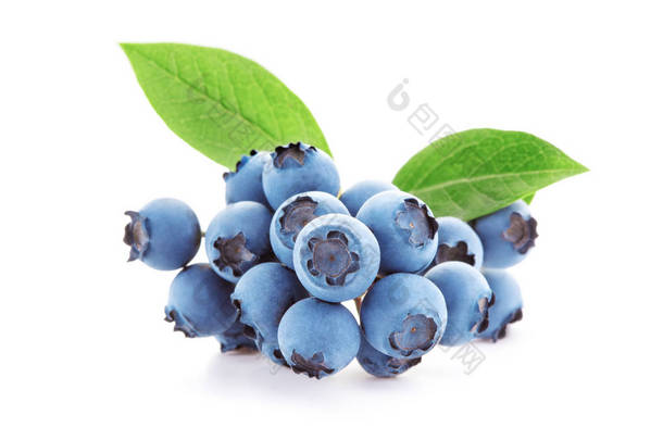 在白色背景上隔离的<strong>新鲜蓝莓</strong>树枝