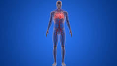 人体器官系统解剖学的3d插图