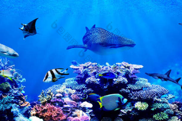 美丽的珊瑚礁与海洋热带鱼的全景背景。 鲸鲨、锤头鲨、斑马鲨和海龟来到这里
