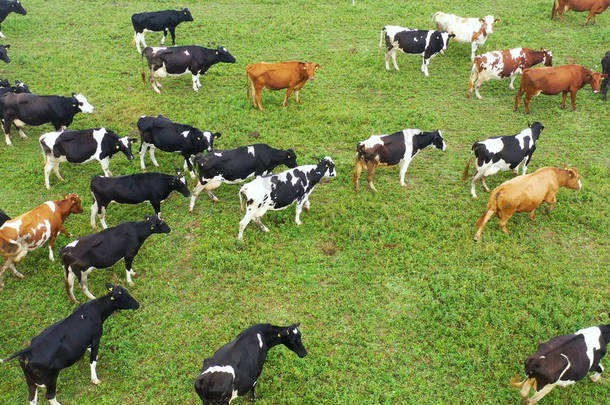 奶牛群在牧场放牧的空中视图，顶部视图无人驾驶飞机，在草地上，这些奶牛通常被用来生产奶牛.