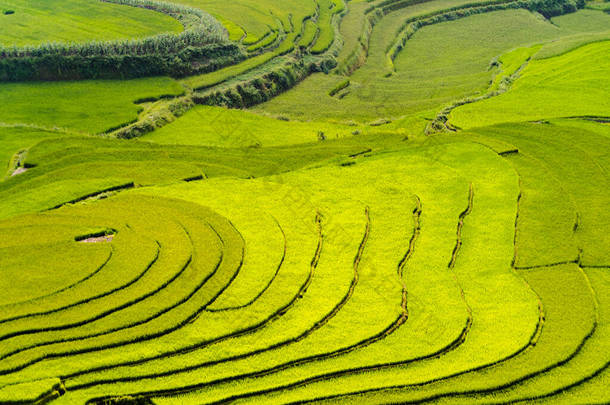 稻田、绿色农田的空中俯瞰