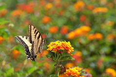 黑燕尾蝶，又称美国燕尾蝶或Parsnip燕尾蝶。 喝橘黄色兰塔花花蜜，侧观