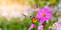 黄色橙色的蝴蝶在绿色草地上的白色粉红色花朵上