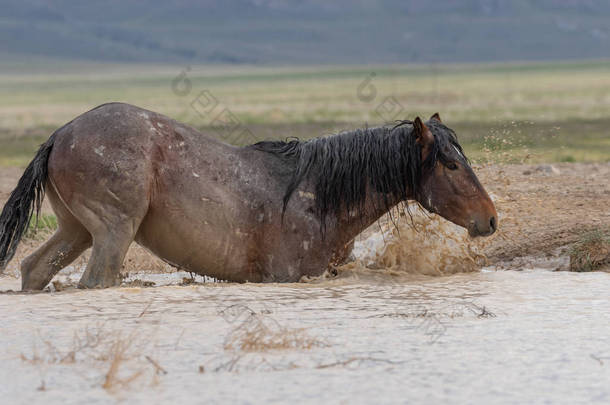 春天，一匹野马在犹他沙漠的一个水坑里