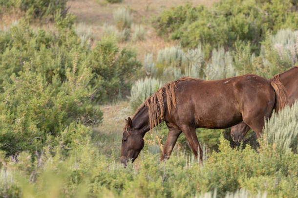 科罗拉多州沙地上的一匹美丽的<strong>野马</strong>