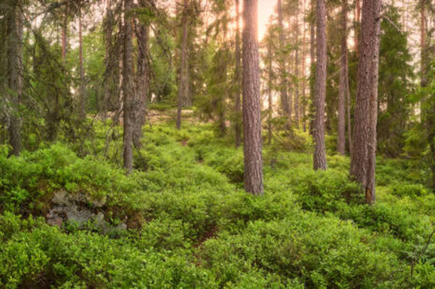 森林的全景，松树林立，色彩艳丽，背后闪烁着阳光