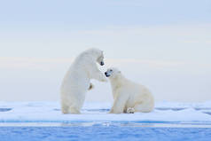 北极熊在冰上跳舞。挪威斯瓦尔巴, 两个北极熊在与雪漂流的冰上充满了爱, 在自然栖息地有白色的动物。在雪地里玩耍的动物, 北极的野生动物。来自大自然的有趣形象.