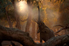 非洲津巴布韦Mana Pools Np的大象。 老森林里的大动物 夕阳西下。 自然界中神奇的野生动物场景。 美丽栖息地中的非洲精英.