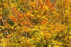 有秋叶的山毛榉分枝特写，背景