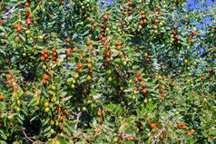 印度菊花或苦瓜或浆果紫杉. 在树叶上成熟的枣树绿色果实