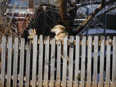 在一个下雪天的早晨，两只狗跳到后院的木栅栏上