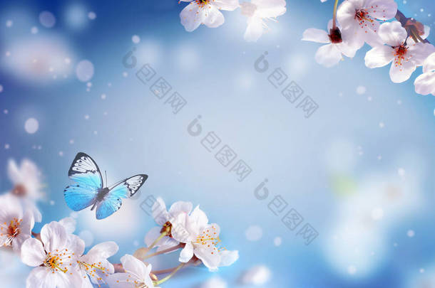 樱花绽放在模糊的自然背景之上.春花。春季背景与bokeh 。蝴蝶！