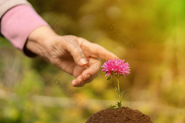 人与自然的接触，老年女子的手指触摸着孤寂的花朵