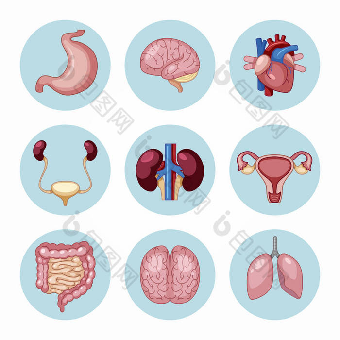 人体器官种类繁多