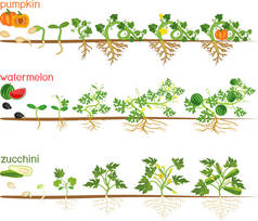 葫芦植物的一组生命周期。 西瓜、南瓜、杜鹃从种子和芽中生长出来的各个阶段，以收获白色背景的果实