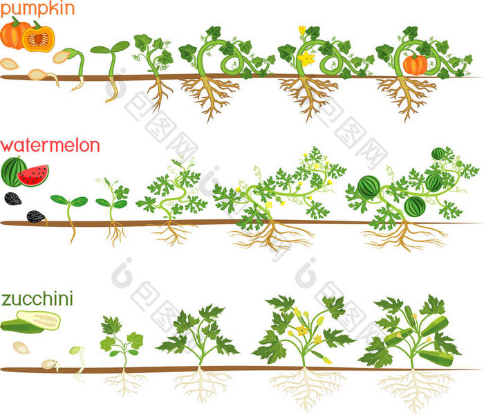 葫芦植物的一组生命周期。 西瓜、南瓜、杜鹃从种子和芽中生长出来的各个阶段，以收获白色背景的果实