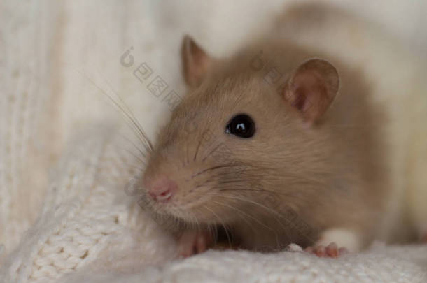 米老鼠坐在米黄色格子布上，背景质感很好
