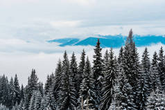 冬季山林、白云苍茫的山林景致
