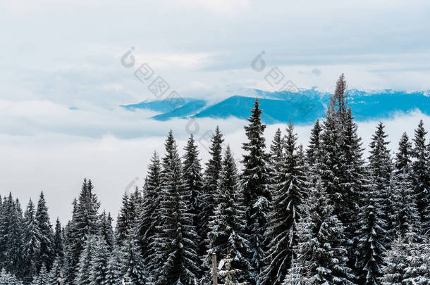 冬季山林、白云苍茫的山林景致