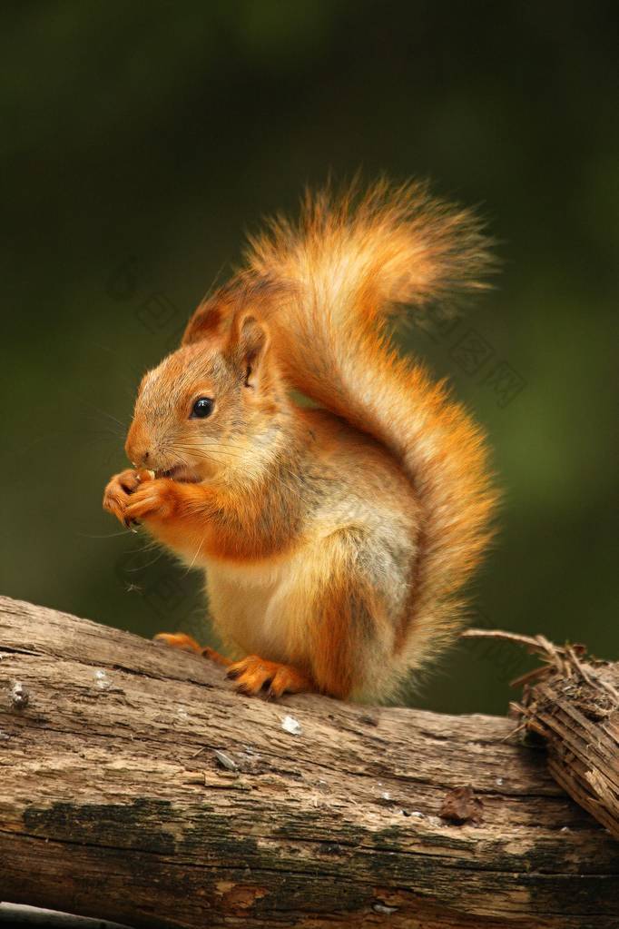 一只红松鼠（Sciurus vulgaris）也叫欧亚红松鼠，栖息在绿林的树枝上.