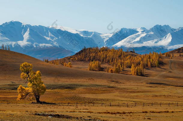 俄罗斯。 高山阿尔泰。 北部丘陵山山脚下丘陵地带的沙漠草原.