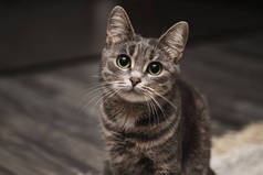 美丽的灰色条纹猫的画像，绿色的大眼睛。 奇怪的玩世不恭的宠物,大耳朵在家里. 看相机的动物.