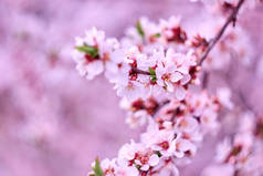 盛开的樱花树。 樱桃树的粉红色花朵。 春天.
