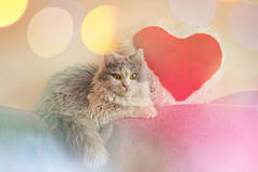 Cat with toy heart. Gray kitten holds red heart