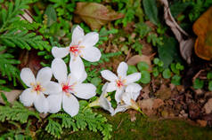 Beautiful white tung tree flower, Like the snow floating on the ground in May ( tung flower)